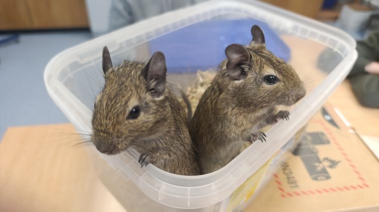 Spotkanie z Krakersem i Waflem – wyjątkowa lekcja biologii